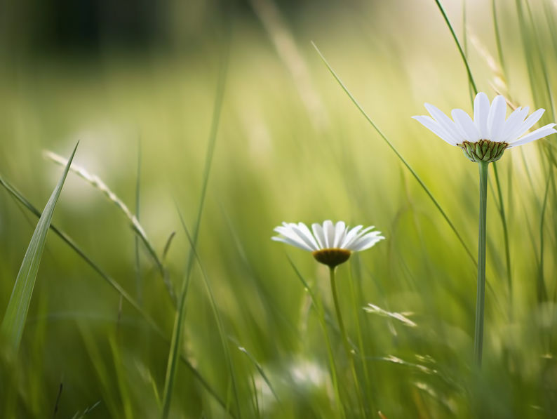 Grass And Chamomile Flowers