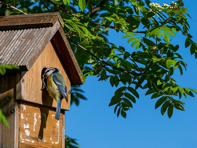 Bird in a bird house