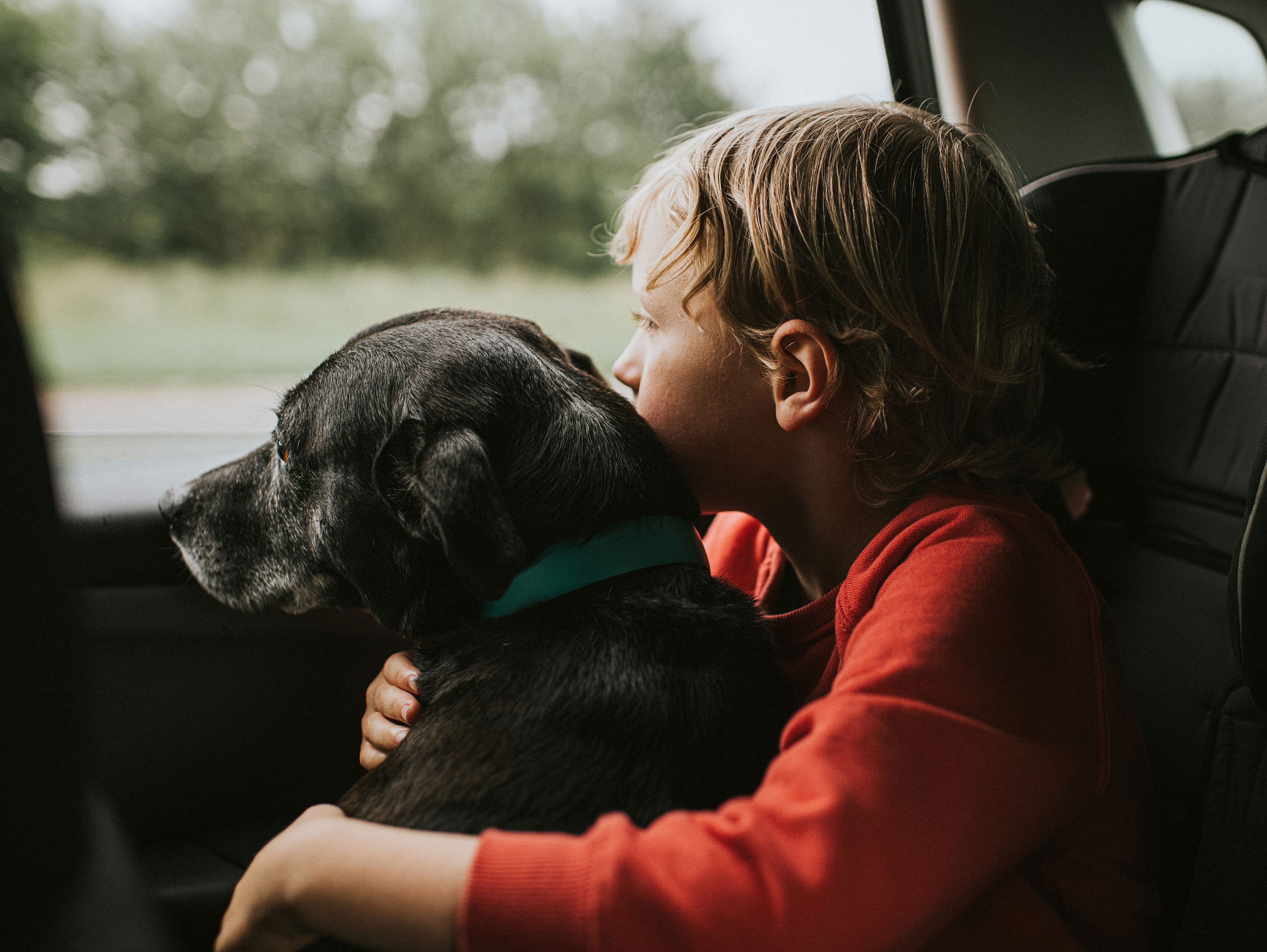 Boy And Dog Looking Out Of A Car Window